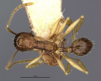 Media type: image;   Entomology 20616 Aspect: habitus dorsal